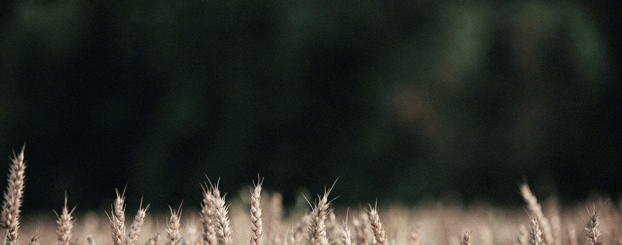 A big wheat field with a forest in the background.